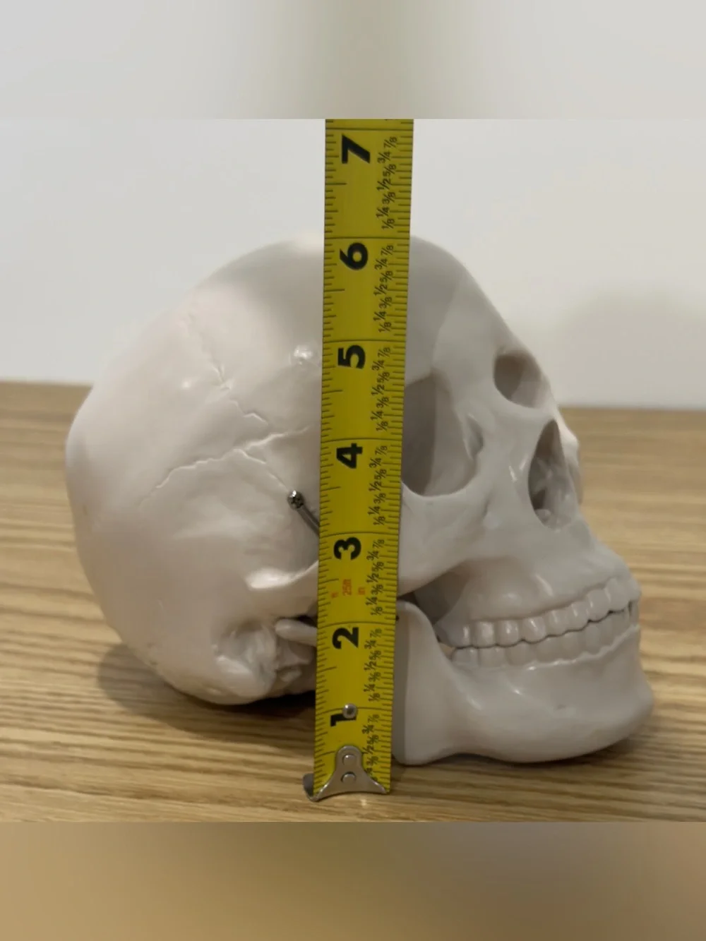 Restoration Hardware Skull Human Life Size Resin Vintage RH Y2K Halloween